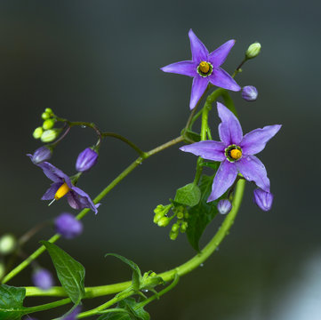 a flower of nightshade