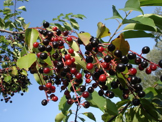 Sambucus black and red berries