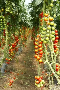 plantation ripe tomatoes