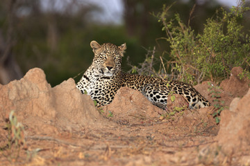 Leopard