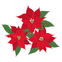 three red poinsettia flowers on white