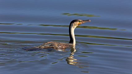 Afrikanischer Schlangenhalsvoge