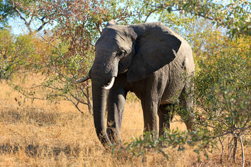 Obraz premium Elefantenbulle