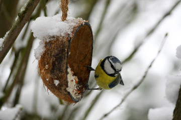 Blaumeise im Winter