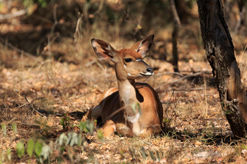 Nyala