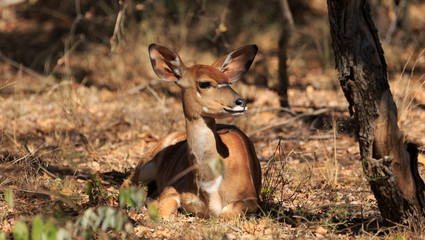 Nyala