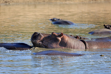 Fototapeta premium Flusspferd