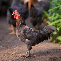 rooster or chickens on traditional free range poultry farm