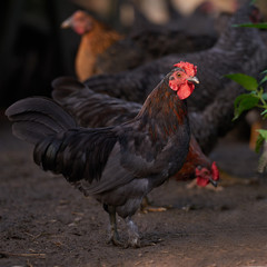 rooster or chickens on traditional free range poultry farm