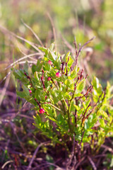Blooming blueberry in the forest