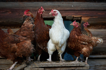 rooster or chickens on traditional free range poultry farm
