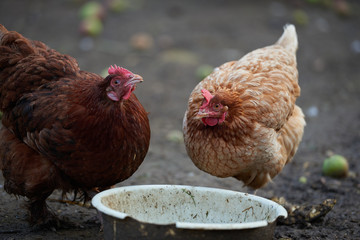 rooster or chickens on traditional free range poultry farm
