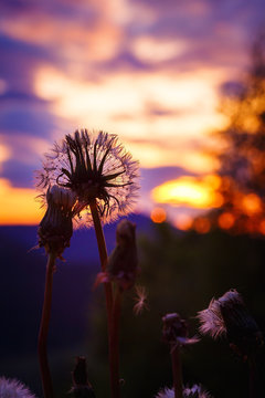 Dandelion against sunset sky