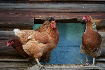 rooster or chickens on traditional free range poultry farm