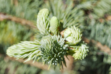 Young branch of the blue spruce