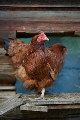 rooster or chickens on traditional free range poultry farm