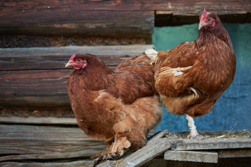 rooster or chickens on traditional free range poultry farm