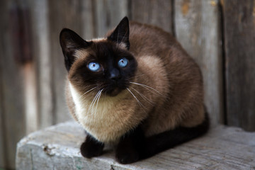 Beautiful cat with blue eyes in the yard sit on the log and saw something.. Siamese cat close up. © fotoduets