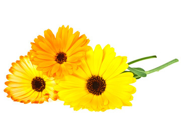 Calendula. Marigold flowers with leaves isolated on white backgr