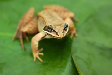 brown wood frog on leaf in a pond
