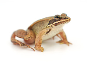 little frog on white background, wood frog
