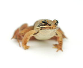 little frog on white background, wood frog
