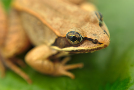 brown wood frog on leaf in a pond
