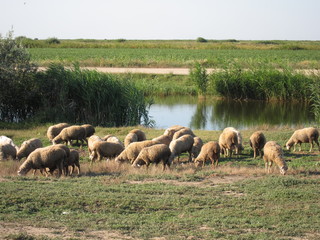 Herd of sheep on meadow near river