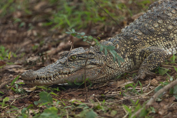 Caiman crocodile waiting on the land