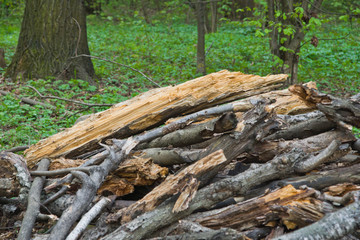 firewood in the forest