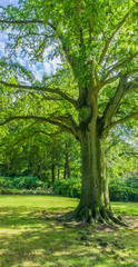 Fototapeta na wymiar beautiful tree in the park