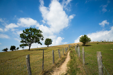 Fototapeta premium Schmaler Pfad
