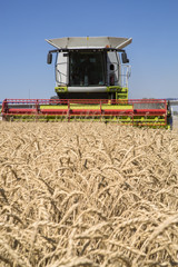 Fototapeta premium Cosechadora y cosecha de cereales