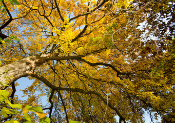 Glück, Freude, Blick nach oben: Bunter Baum im Herbst :)