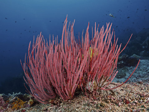 Soft Coral, Strauch-Rutengorgonie (Ellisella ceratophyta)