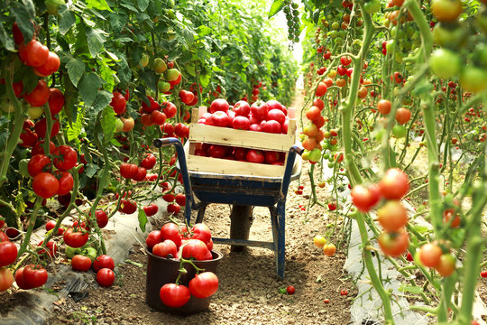 harvest ripe tomatoes