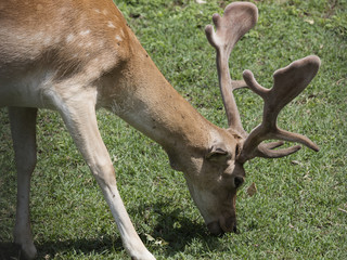 deer walking in the park