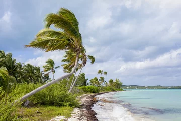 Fotobehang Coconut palms in the bahamas © Wollwerth Imagery