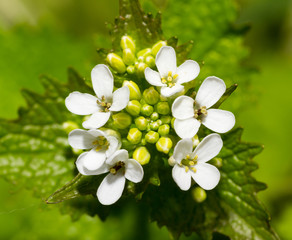 garlic mustard