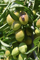 Jojoba  green plant