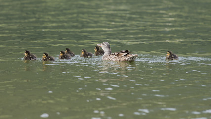 duck with her ducklings at lake