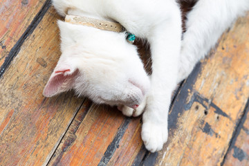 Portrait of white cat on wood table