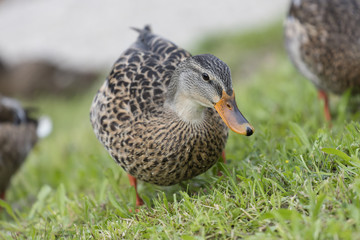 brown ducks anas castanea