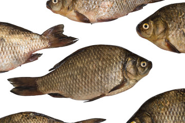 crucian carp isolated­ on white background