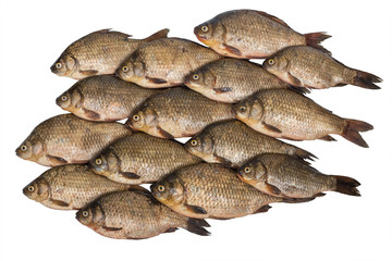 crucian carp stacked rows