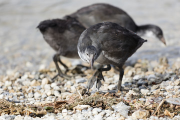 moorhen at lake