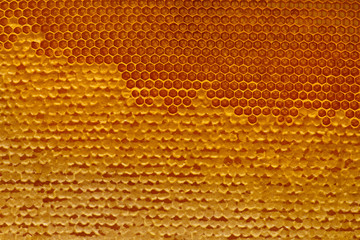 honey in honeycomb closeup