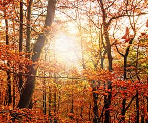 Glück, Freude, Blick nach oben: Bunter Baum im Herbst :)
