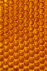 honey in honeycomb closeup macro