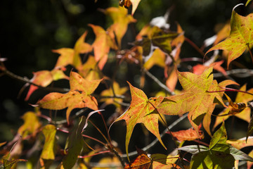 A beautiful autumn background with falling leaves.